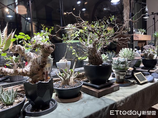 ▲▼潮牌店老闆跟風養起塊根植物，一顆保育類「黑王丸」竟飆破10萬台幣。（圖／記者邱中岳攝）