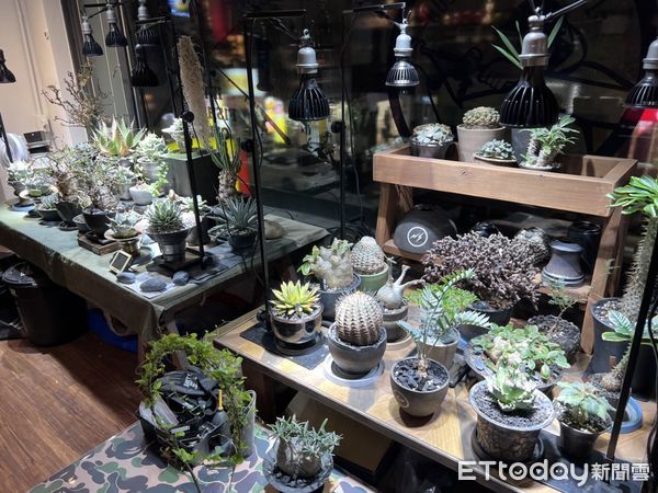 ▲▼潮牌店老闆跟風養起塊根植物，一顆保育類「黑王丸」竟飆破10萬台幣。（圖／記者邱中岳攝）