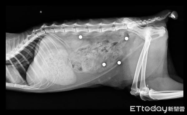 ▲花蓮流浪貓體內「卡滿BB彈」　愛媽察異狀急送醫...X光照惹網鼻酸。（圖／粉專「新竹市浪愛傳遞貓狗tnvr協會」提供）