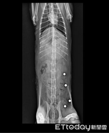 ▲花蓮流浪貓體內「卡滿BB彈」　愛媽察異狀急送醫...X光照惹網鼻酸。（圖／粉專「新竹市浪愛傳遞貓狗tnvr協會」提供）