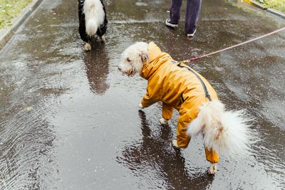 濕冷風雨中「等狗上廁所」飼主超崩潰！　用這神物忍不住笑了