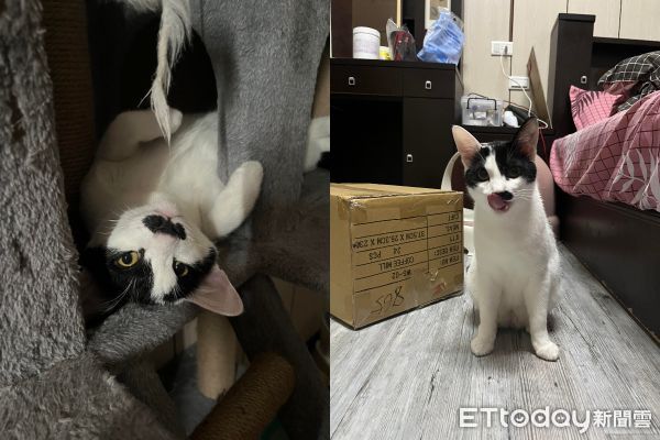 ▲▼喵喵（圖／飼主林先生授權）