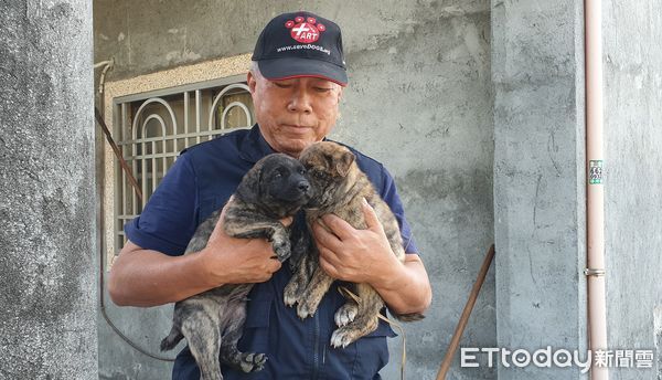 ▲▼高雄2幼犬遭丟水溝死亡。（圖／台灣動物緊急救援小組提供）