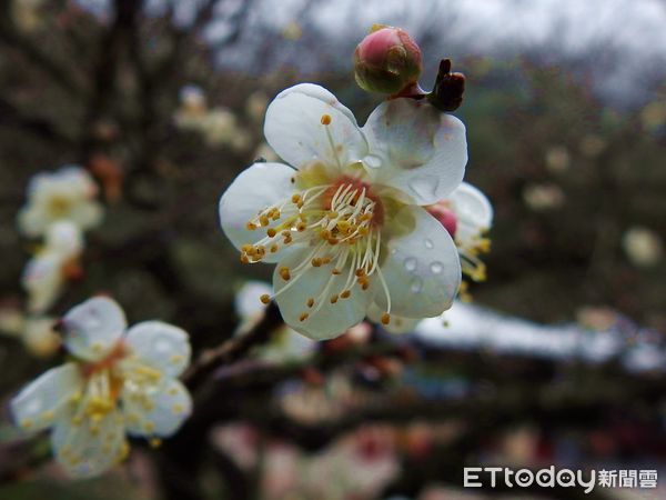 ▲2021信義鄉年度盛事「踏雪尋梅」開跑。（圖／南投縣政府提供）