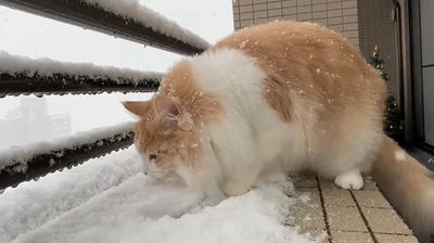 日本貓咪好奇舔雪萌化百萬網友！「賞景順便補水」超療癒