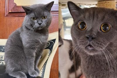 寵物貓走失！飼主焦急PO文協尋…懸賞金曝光網嚇壞：年終在路上跑