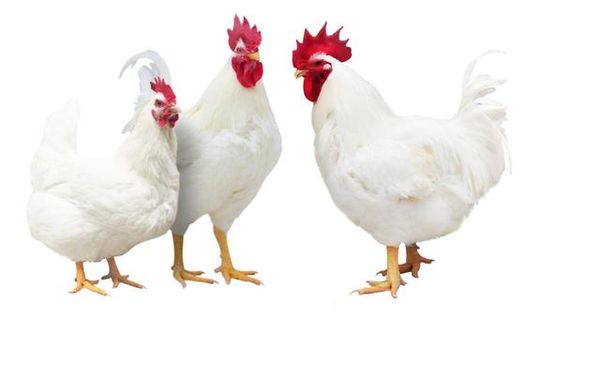▲大陸自主培育的白羽肉雞品種將緩解市場被歐美企業壟斷的現象。（圖／翻攝新華網）