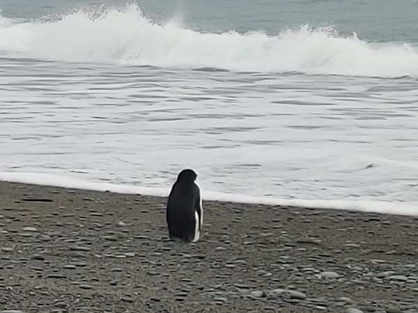 ▲一隻南極阿德利企鵝獨自離家3200公里，游到紐西蘭南島才上岸。（圖／翻攝自Facebook／Harry Singh）