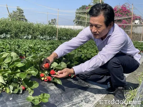 ▲ ▲林內鄉長張維崢表示，雲林林內鄉草莓園近年積極推動網室安全種，推動親子採草莓休閒農業，提供民眾安全健康水果與觀光經濟。（圖／記者蔡佩旻翻攝）