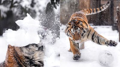 大猛虎玩耍慘遭積雪「打臉」　尷尬瞬間被抓拍網笑：新年賀圖素材