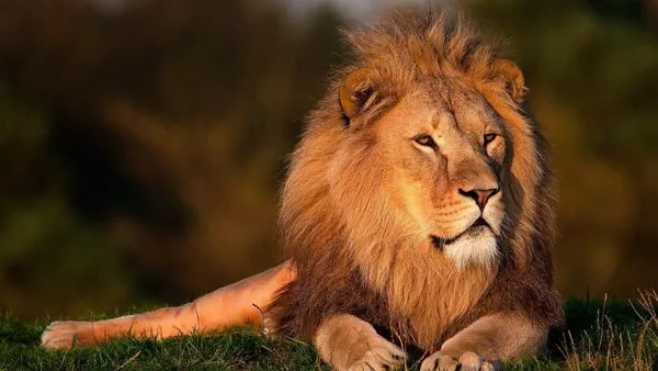 ▲▼肯亞馬賽馬拉國家公園有一隻14歲獅子。（圖／取自免費圖庫pixabay）
