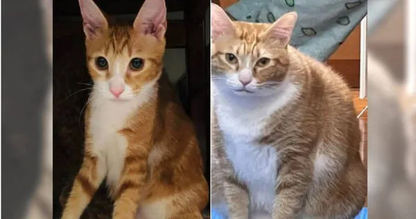 網友的愛貓才經過1個月時間，就從小貓長成巨巨。（圖∕翻攝自臉書社團爆廢公社公開版）
