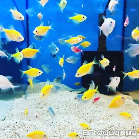 寵物雲水族。（圖／ETtoday寵物雲新莊店水族部提供）