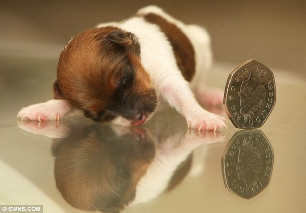 世界上最小的狗可爱图片