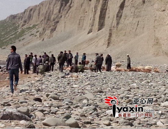 新疆領頭羊不慎墜崖，羊群跟著跳下44死。(圖／亞心網)