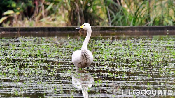 ▲稀有嬌客「小天鵝」現蹤新北金山 鳥友架大砲搶拍。（圖／記者郭世賢攝）