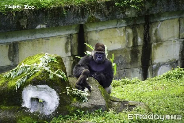 金剛猩猩獲得新棲架。（圖／台北市立動物園提供）
