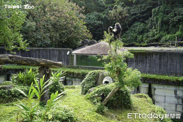 金剛猩猩獲得新棲架。（圖／台北市立動物園提供）