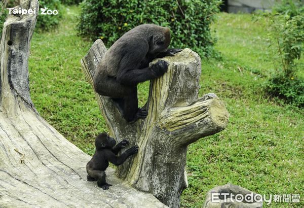 金剛猩猩獲得新棲架。（圖／台北市立動物園提供）