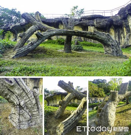 金剛猩猩獲得新棲架。（圖／台北市立動物園提供）