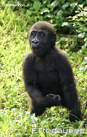 金剛猩猩獲得新棲架。（圖／台北市立動物園提供）