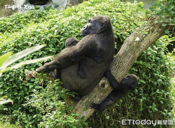 金剛猩猩獲得新棲架。（圖／台北市立動物園提供）