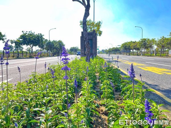 ▲2022迎新春，台南市各重要路段、圓環等街頭，種植的花草蓄勢待「花」，將為春節走春帶來萬紫千紅花漾街景的視覺響宴。（圖／記者林悅翻攝，下同）