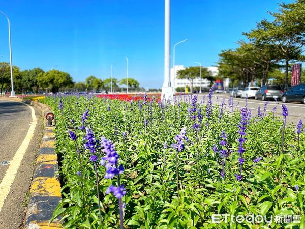 ▲2022迎新春，台南市各重要路段、圓環等街頭，種植的花草蓄勢待「花」，將為春節走春帶來萬紫千紅花漾街景的視覺響宴。（圖／記者林悅翻攝，下同）