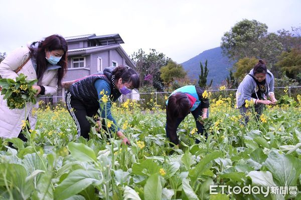 ▲80多歲的田主陳廣友老先生利用春耕前的空檔播下綠肥，種植八分地的油菜花。（圖／吉安鄉公所提供，下同）