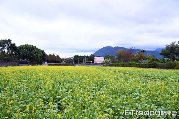 ▲80多歲的田主陳廣友老先生利用春耕前的空檔播下綠肥，種植八分地的油菜花。（圖／吉安鄉公所提供，下同）