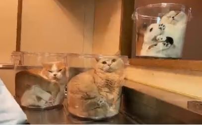 ▲主子見透明水桶自動化身「三杯貓」　網笑炸：過年加菜了！。（圖／翻攝自Twitter／@jirosan77）