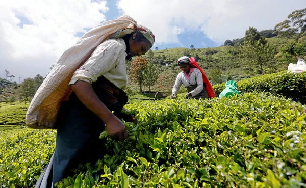 ▲▼斯里蘭卡中南部努沃勒埃利耶區（Nuwara Eliya）的茶農正在茶園採茶。（圖／路透）