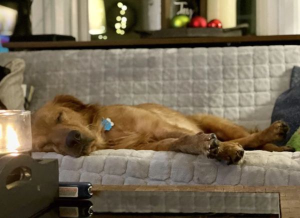 落難6年黃金獵犬重生。（圖／翻攝自Adopt a Golden Knoxville, Inc.）