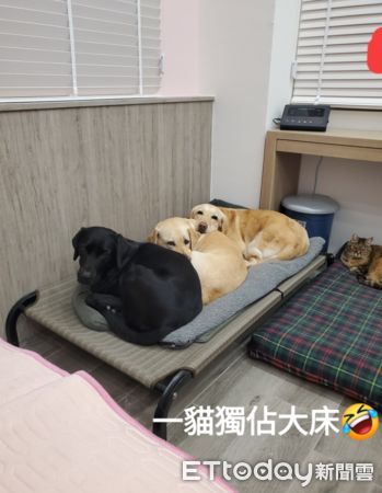 ▲導盲犬擠小床取暖睡覺　左邊屁貓「獨佔大床」姐笑：3狗很尊敬牠。（圖／網友莊馥嘉提供，請勿隨意翻拍，以免侵權。）