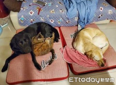 ▲導盲犬擠小床取暖睡覺　左邊屁貓「獨佔大床」姐笑：3狗很尊敬牠。（圖／網友莊馥嘉提供，請勿隨意翻拍，以免侵權。）