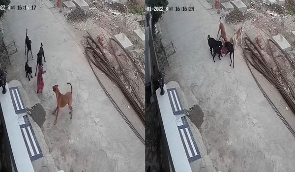 4歲女童被5惡犬追殺！　想逃卻被拖行「包圍撕咬」恐怖畫面曝光。（圖／翻攝自Twitter）