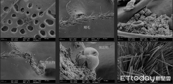▲紅疹皮膚經電子顯微鏡及生化分析，看到毛毛蟲剛毛穿刺造成的微小細孔。（李志宏提供）。（圖／記者吳奕靖攝）
