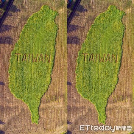 ▲用油菜籽割畫出台灣圖案。（圖／記者楊漢聲翻攝）