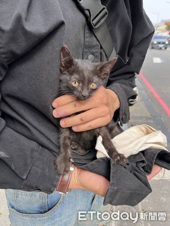 ▲▼小黑貓竄入停等紅燈的汽車車底，好不容易將牠救出後，疑似受到驚嚇又在躲到路邊汽車引擎蓋內，最後出動食物才成功誘出。（圖／記者吳世龍翻攝）