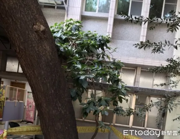 ▲與潮州公所宛如兄弟般情誼的松樹生病             。（圖／潮州鎮公所提供，下同）