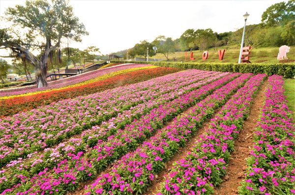 ▲北投三層崎公園內的16000株紫色薰衣草即將全數盛開綻放。（圖／北市公園處提供）