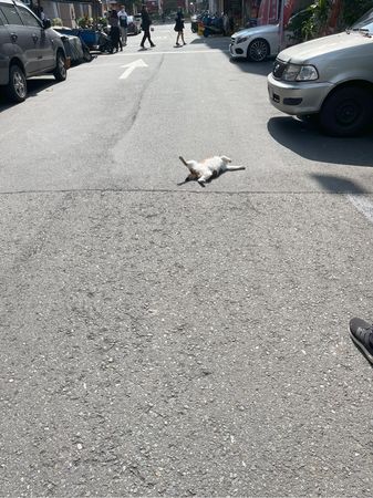 ▲▼KIMIKO見貓咪倒臥馬路上前搶救。（圖／翻攝自IG／KIMIKO）