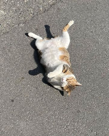 ▲▼KIMIKO見貓咪倒臥馬路上前搶救。（圖／翻攝自IG／KIMIKO）