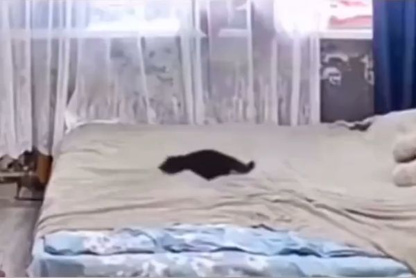 小貓弄亂床，貓媽媽鋪回去。（圖／翻攝自微博@青島都市報）