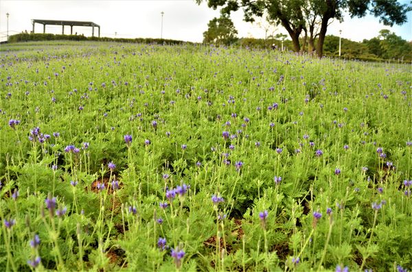 ▲▼三層崎公園花海為「花IN台北」系列花展之一。（圖／台北市工務局公園處提供） 