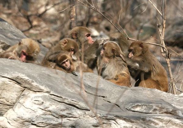 ▲北京市房山十渡景區周邊出現獼猴成群下山覓食擾民的景象。（圖／翻攝環球網）