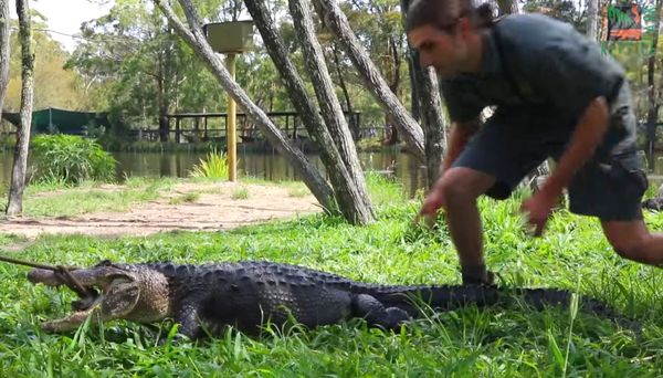 ▲鱷魚媽媽氣炸「張嘴狂甩」　遭2飼育員飛撲肉身壓制...取走巢內蛋。（圖／翻攝自facebook／Australian Reptile Park）