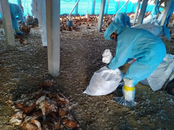 ▲撲殺感染禽流感雞隻。（圖／彰化縣動物防疫所提供）