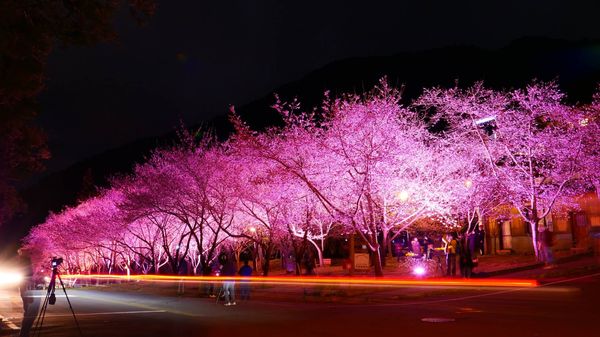 ▲武陵農場櫻花季。（圖／公路總局提供）