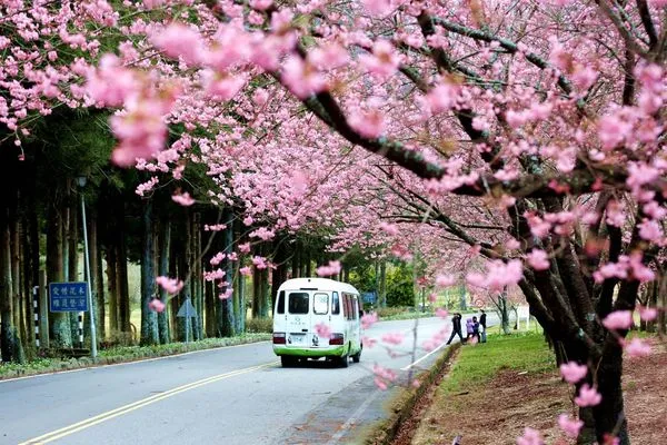 ▲武陵農場櫻花季。（圖／公路總局提供）